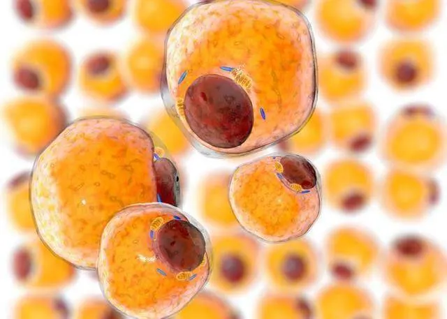Adipose-derived Stem Cells