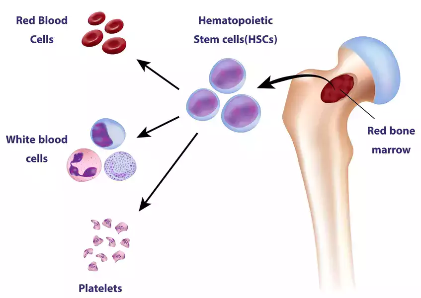 Bone Marrow-derived Stem Cell