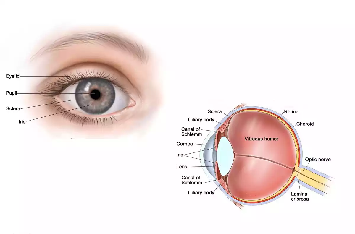 Stem Cell Therapy for Optic Nerve Atrophy